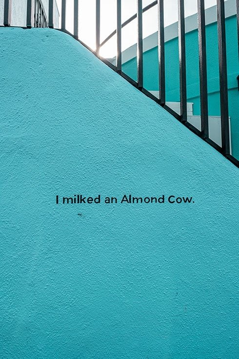 I milked an almond cow
